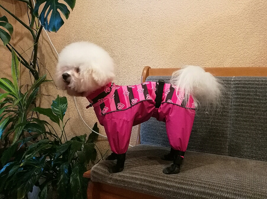 Ekskluzīvs suņu apģērbs - lietusmētelis,kombinezons ar zābakiem, M